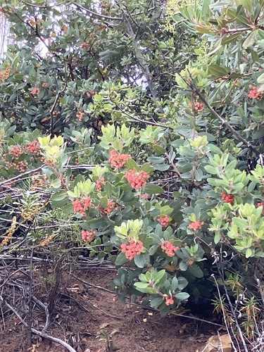 Yellow flowers of Apeiba tibourbou