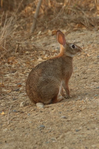 Tres Marías Cottontail