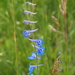 Two-spike Larkspur - Photo (c) vanessa_robinson, all rights reserved, uploaded by vanessa_robinson