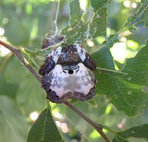 bird dung spider