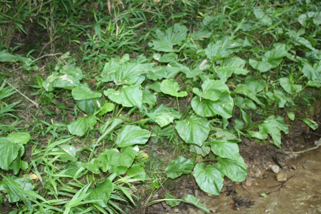 Heartleaf Plantain from Dallas County, AL, USA on June 8, 2022 at 11:03 ...