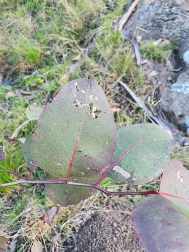 Subspecies Eucalyptus amplifolia sessiliflora · iNaturalist