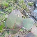Eucalyptus amplifolia sessiliflora - Photo (c) Luis Webber, todos os direitos reservados, uploaded by Luis Webber