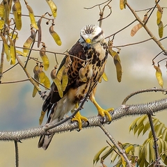 Buteo nitidus image