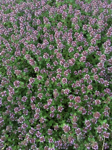 Keturbriaunis čiobrelis nuotrauka