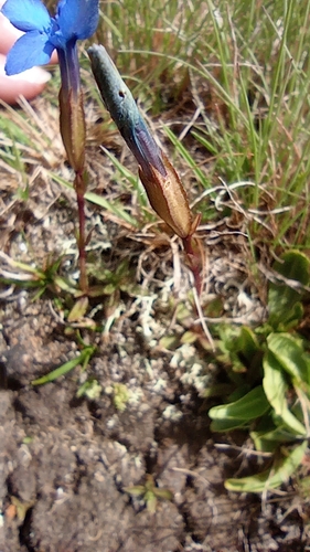 spring gentian