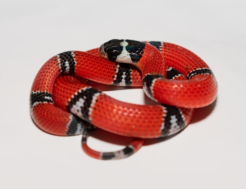 Aesculapian False Coral Snake