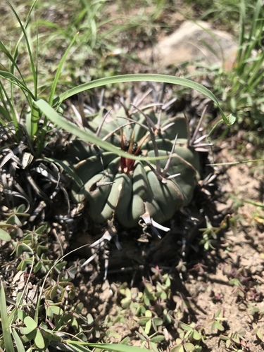 Echinofossulocactus coptonogonus