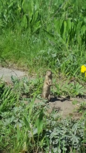 photo of Thirteen-lined Ground Squirrel (Ictidomys tridecemlineatus)