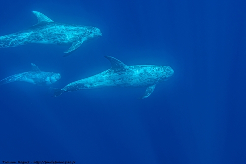 Risso's Dolphin