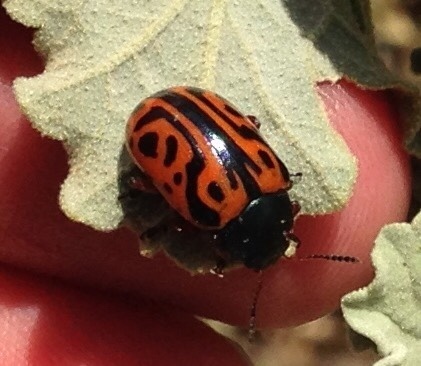 Globemallow Leaf Beetle
