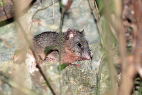 Sulawesi Forest Rat (Taeromys punicans) — Vulnerable Mammalia