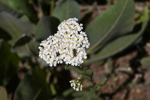 iNaturalist observation photo of Ornate Checkered Beetle