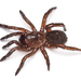Golden Trapdoor Spiders - Photo (c) Ethan Yeoman, all rights reserved, uploaded by Ethan Yeoman