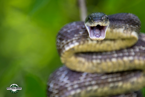 Central Ratsnake