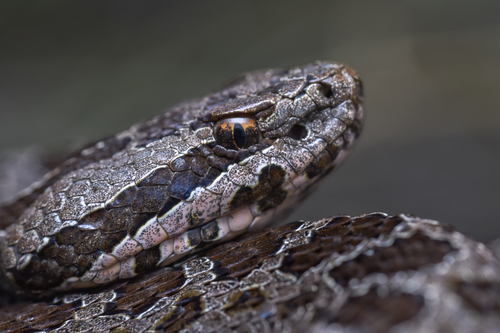 Dusky Rattlesnake