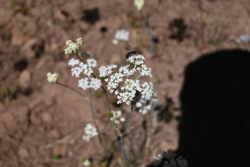 iNaturalist observation photo of Bees