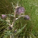 Cirsium consociatum - Photo (c) Challen Willemsen, todos los derechos reservados, subido por Challen Willemsen