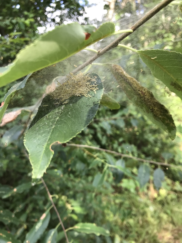 Fall Webworm Moth From 1610 Highway 357 Lyman SC US On July 02 2018   Large 