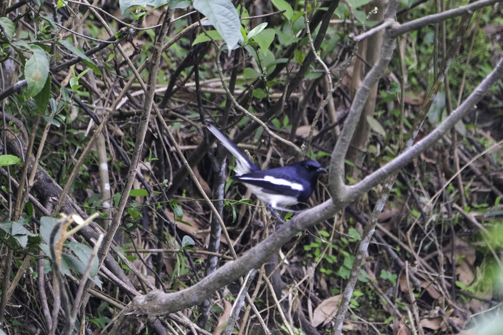 Oriental Magpie-Robin from Kỳ Lợi, Kỳ Anh, Hà Tĩnh, Vietnam on March 1 ...