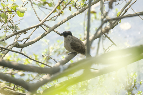 Sooty-headed Bulbul