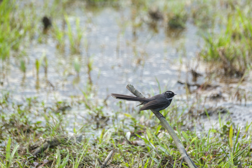 White-throated Fantail