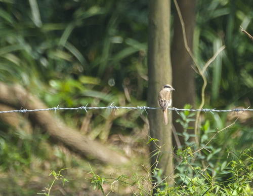 Brown Shrike