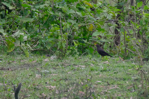 Chinese Blackbird