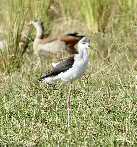 Black-winged Stilt
