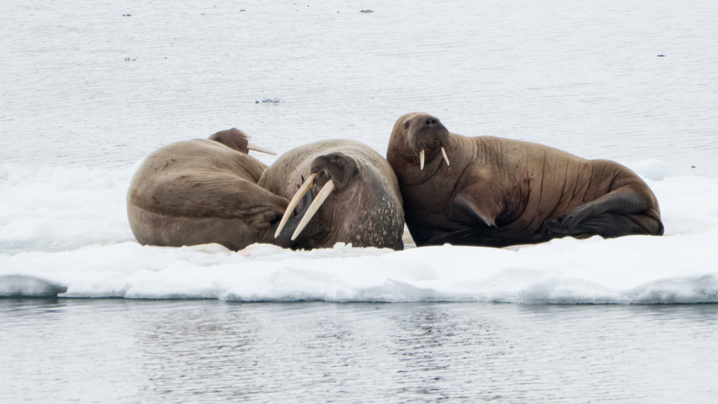 Walrus (Odobenus rosmarus) · iNaturalist