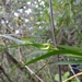 Dendrobium somae - Photo (c) 鍾名瑋, todos los derechos reservados, uploaded by 鍾名瑋