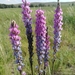 Oxytropis spicata - Photo (c) Миляуша Барлыбаева, all rights reserved, uploaded by Миляуша Барлыбаева