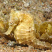 Great Seahorse - Photo (c) seahorses_of_the_world, all rights reserved, uploaded by seahorses_of_the_world