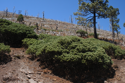 Potosi pinyon