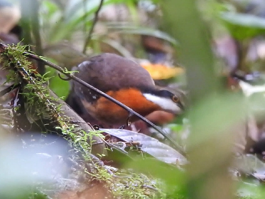 Painted Quail-thrush photo