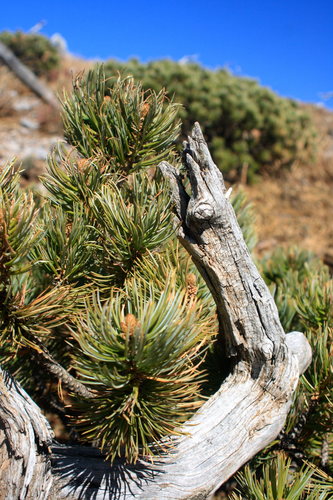 Potosi pinyon