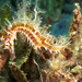 Observation photo