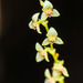 Leach Orchids - Photo (c) Daniel Vélez, all rights reserved, uploaded by Daniel Vélez