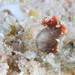 Observation photo