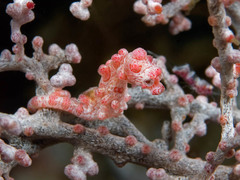 Hippocampus bargibanti