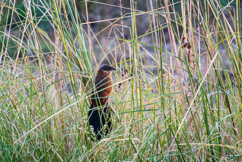 White-browed Coucal