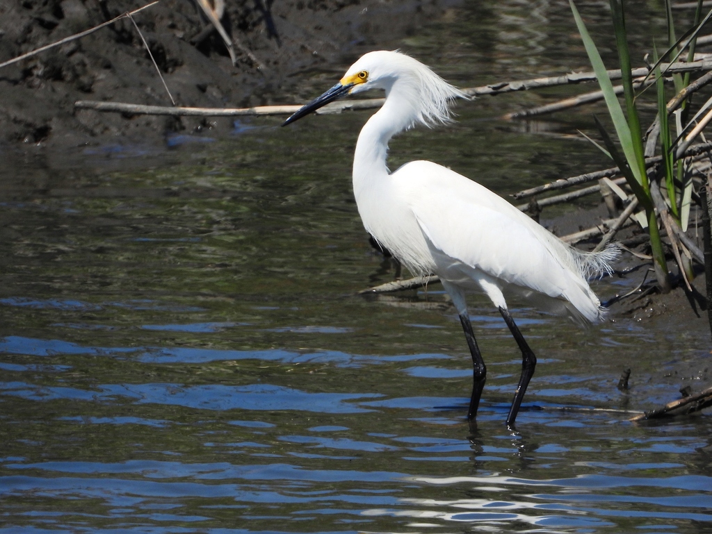 Snowy Egret from Chatham County, GA, USA on March 29, 2022 at 03:21 PM ...