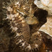 Observation photo