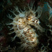 Observation photo