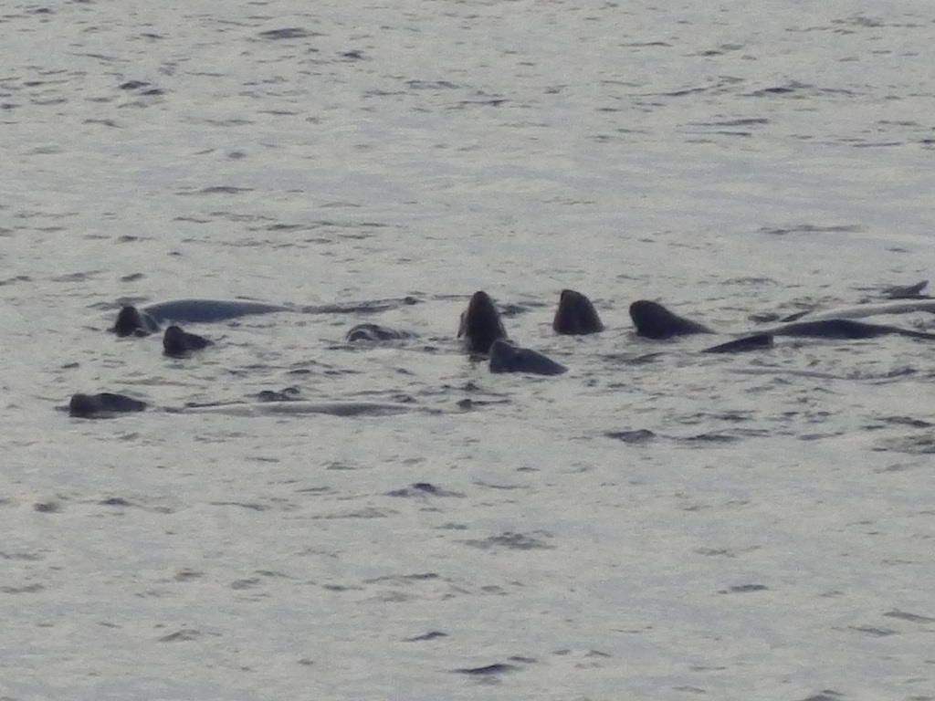 steller-sea-lion-in-january-2013-by-t-yoshida-inaturalist