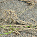 Observation photo