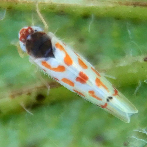 How to identify Eratoneura ardens (McAtee, 1920)