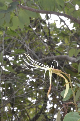 Bauhinia pulchella