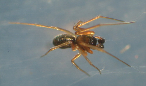 Bog Sheet-web Weaver