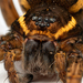 Wolf Spiders and Allies - Photo (c) Frederik Leck Fischer, all rights reserved, uploaded by Frederik Leck Fischer